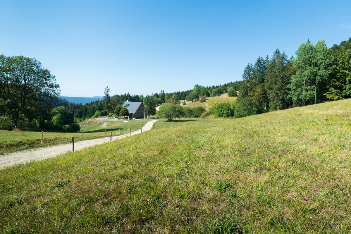 Clairière FermeGuichard PlateauD'Hauteville