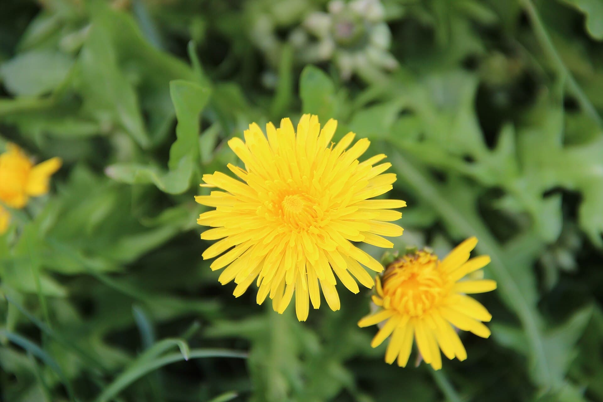 Dandelion - Taraxacum officinale - panoramio