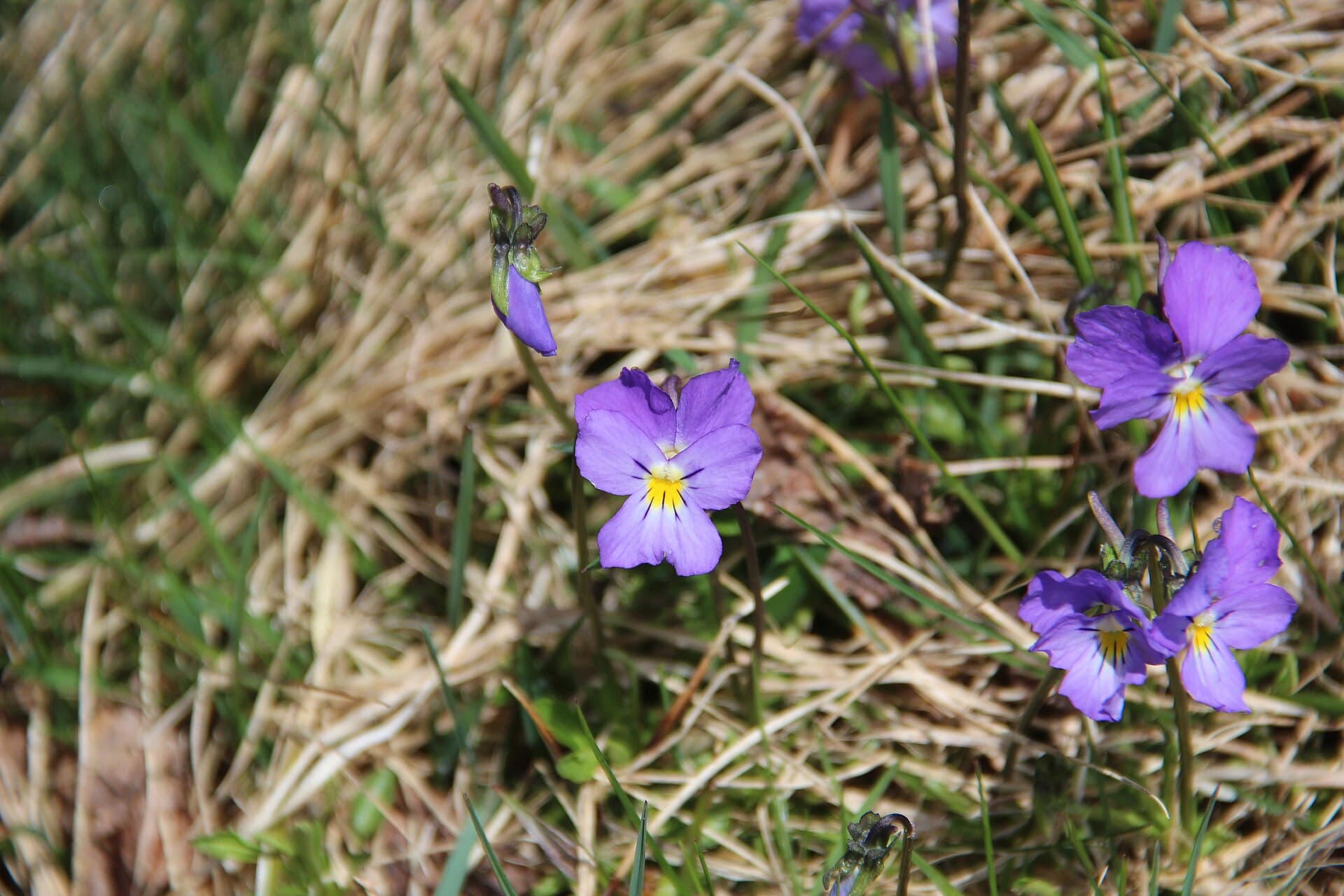 Mountain pansy - Viola lutea - panoramio