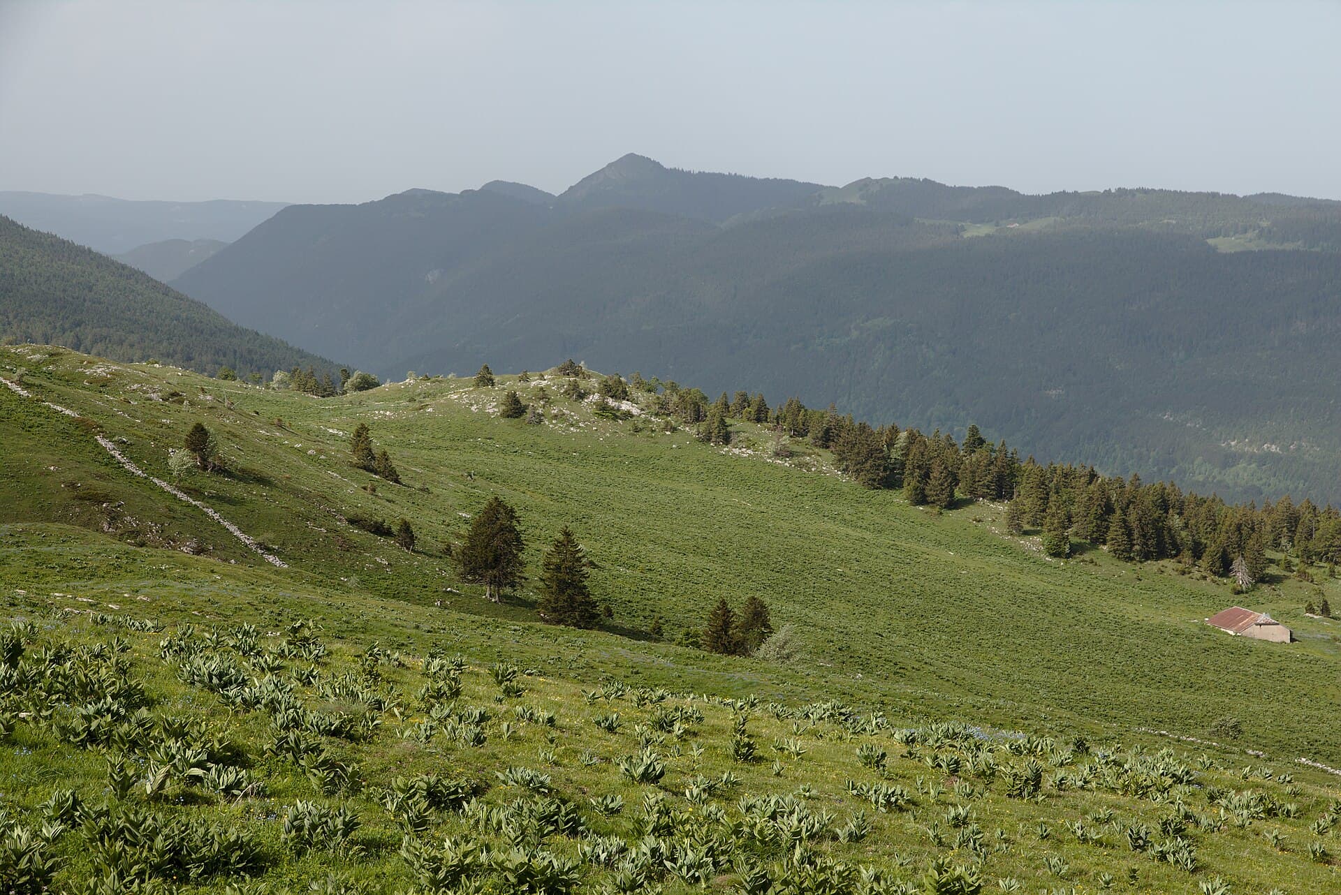 Vallée de la Valserine (14371574376)