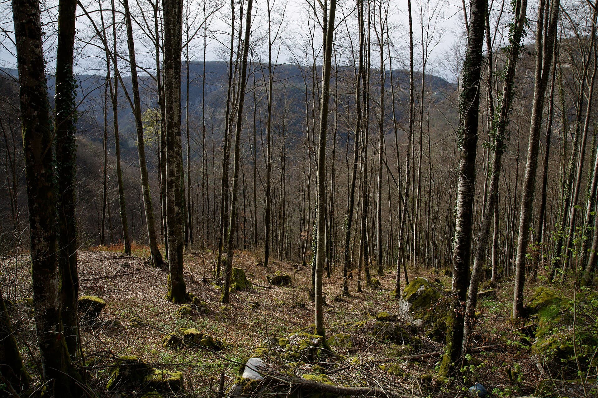 Paysage de forêt dans les gorges de la Charabotte (Ain, France)