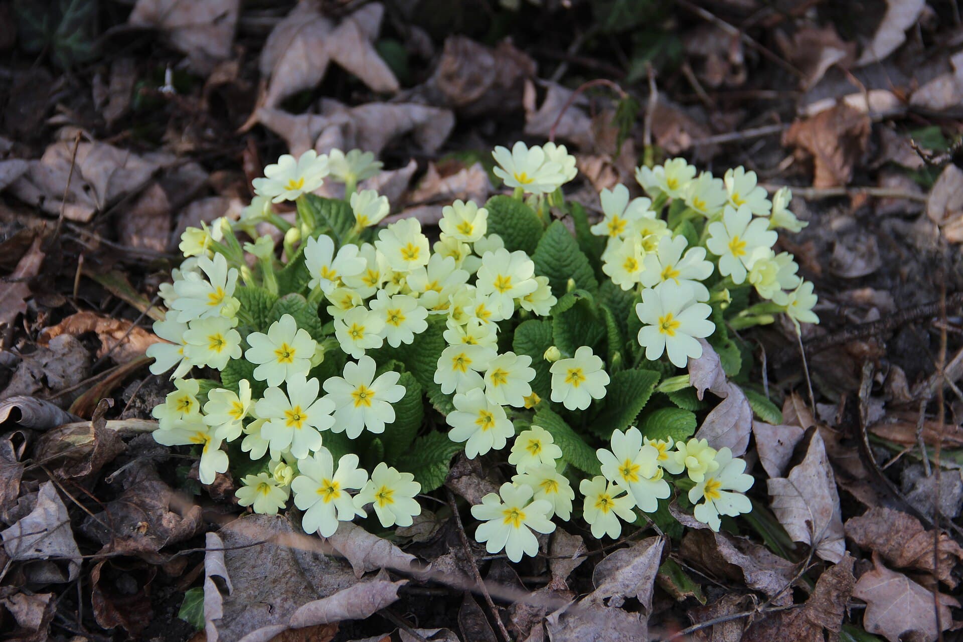 Primrose - Primula vulgaris - panoramio (1)