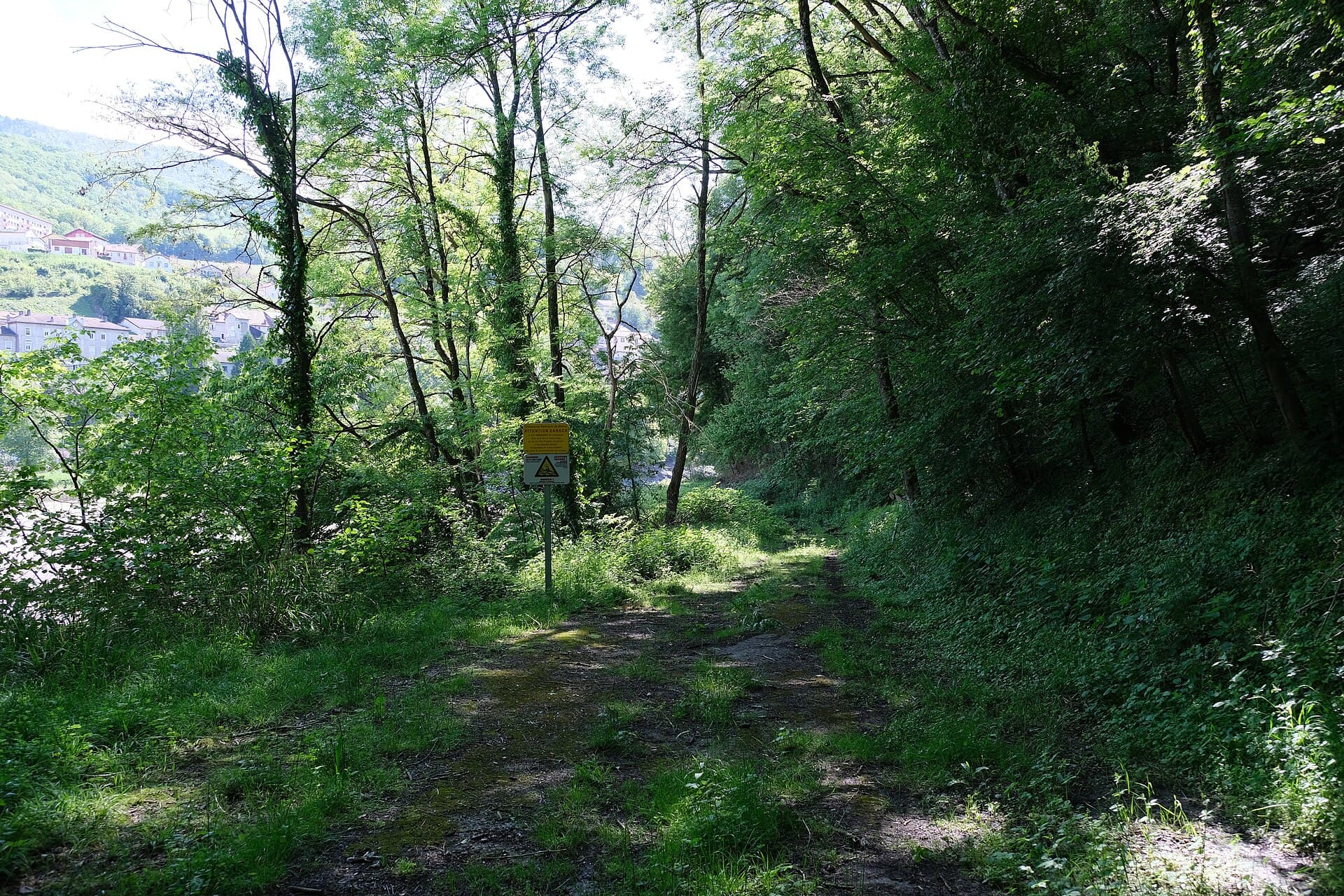 Forêt @ Éloise (51204499621)