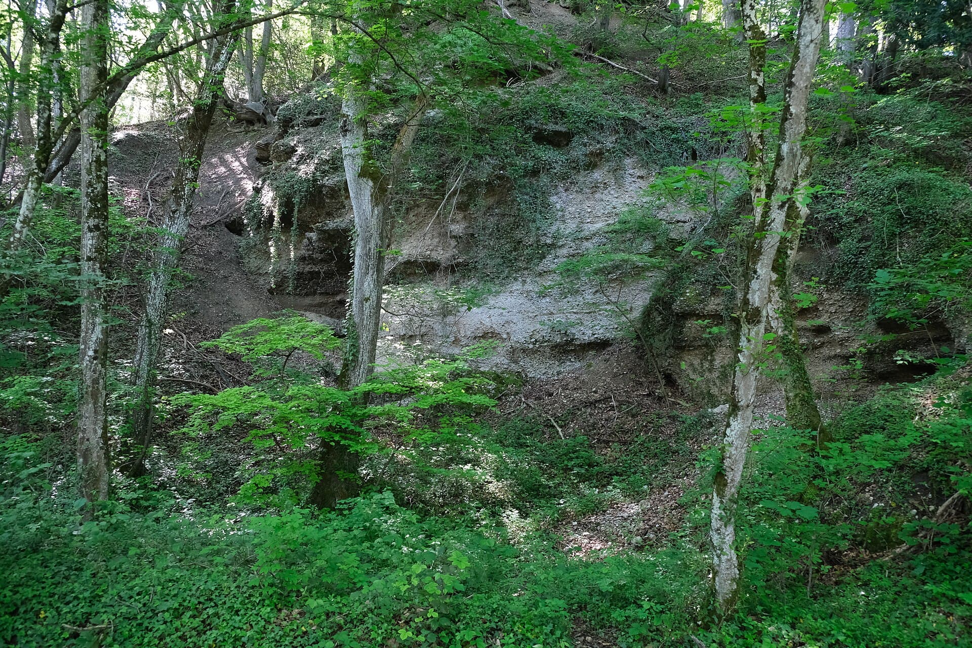 Forêt @ Éloise (51205568365)
