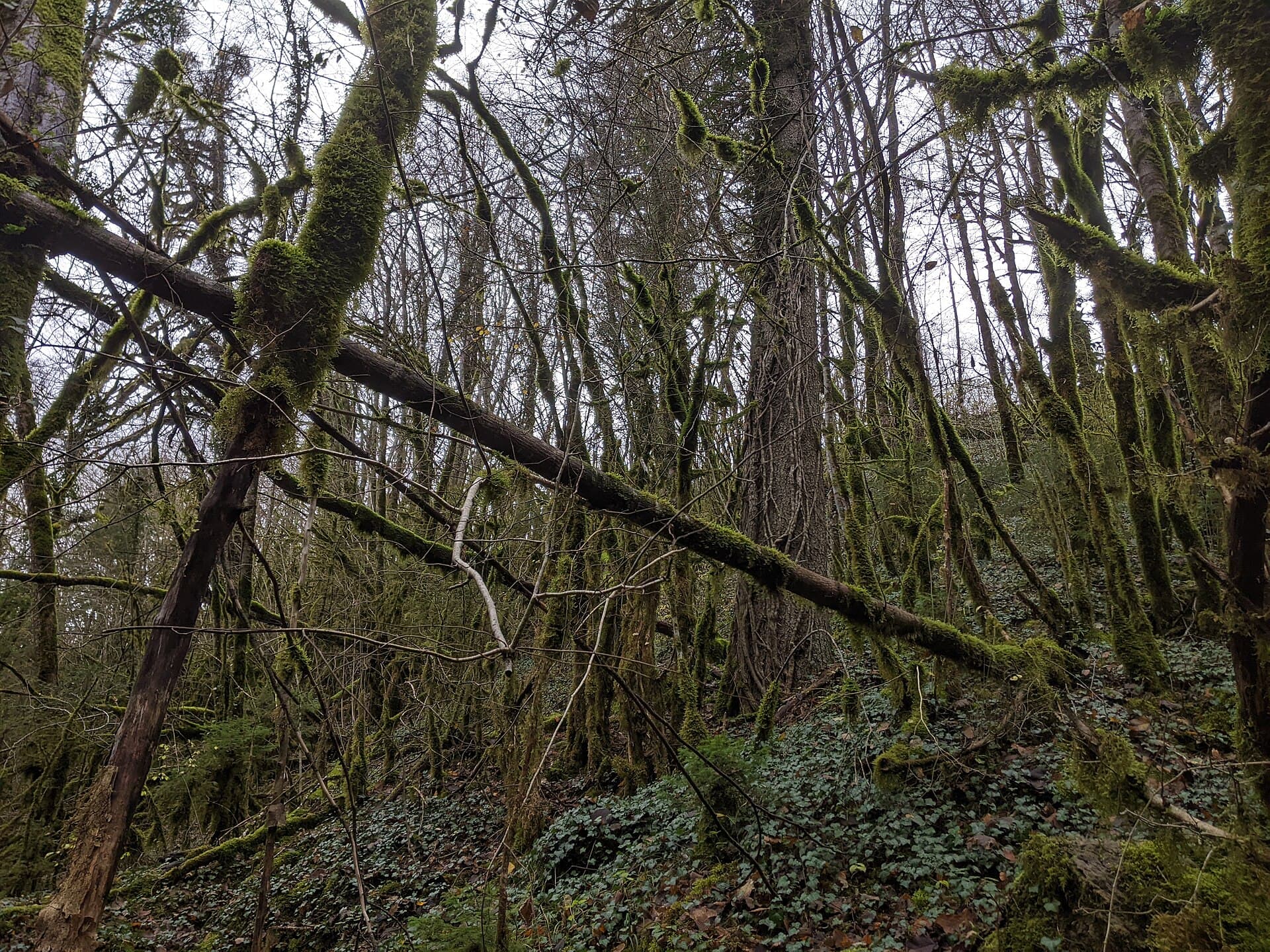 Saint-Claude - Cascade des Combes, forêt (nov 2022)