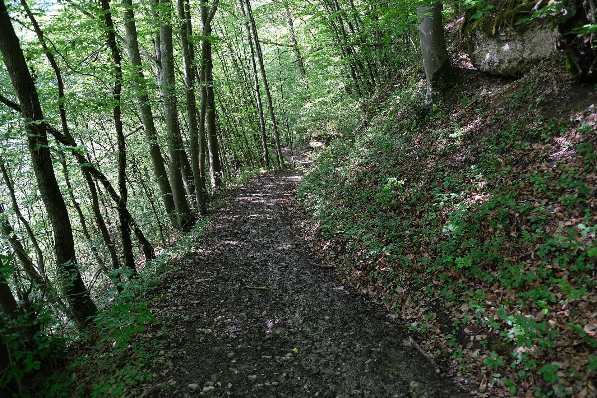 Forêt @ Clarafond-Arcine (51192923537)