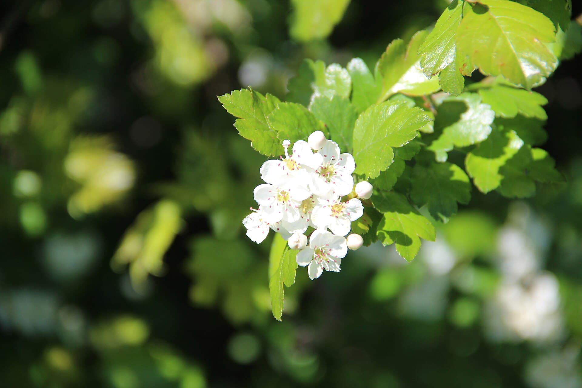 Midland hawthorn - Crataegus laevigata - panoramio