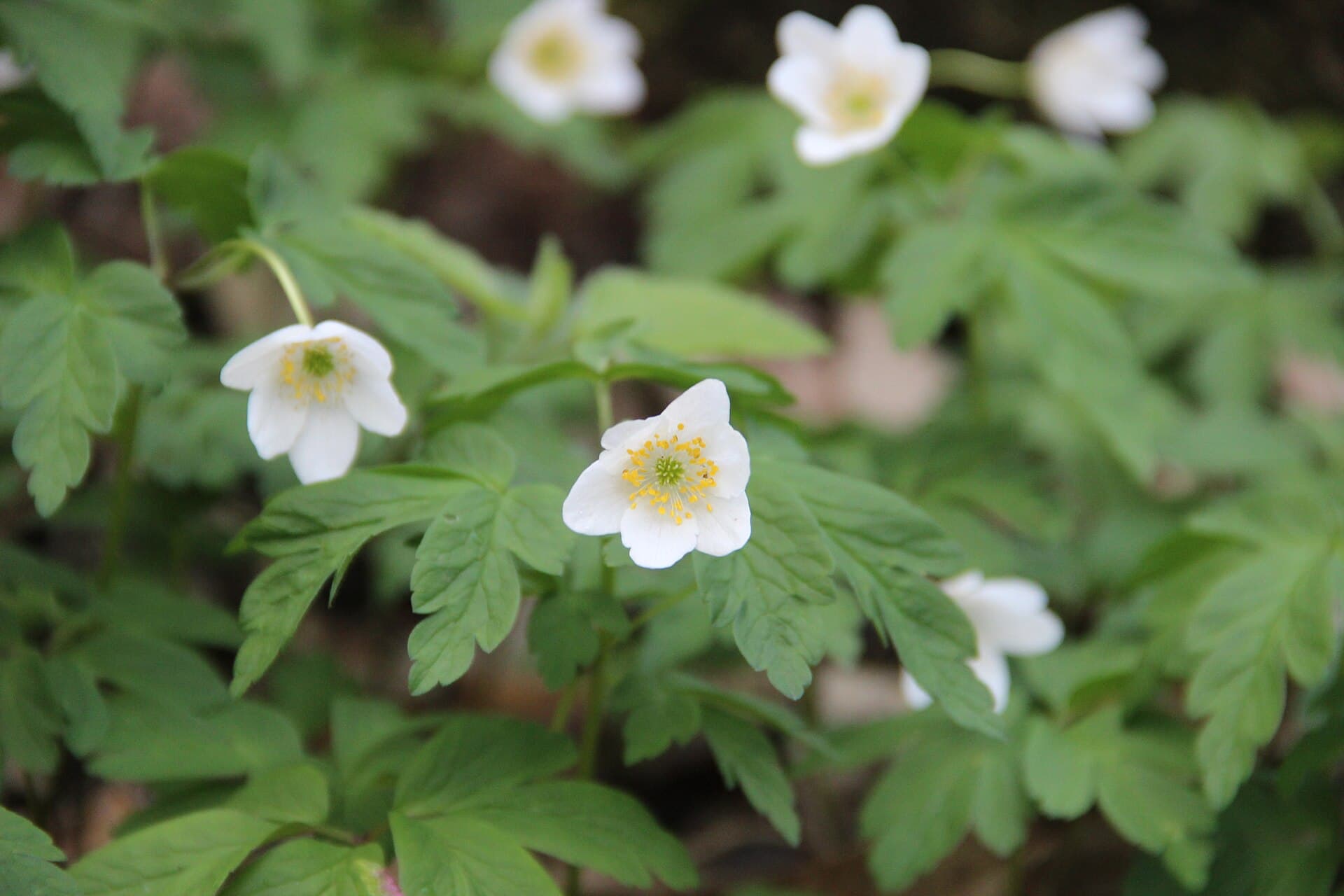 Wood anemone - Anemone nemorosa - panoramio (1)