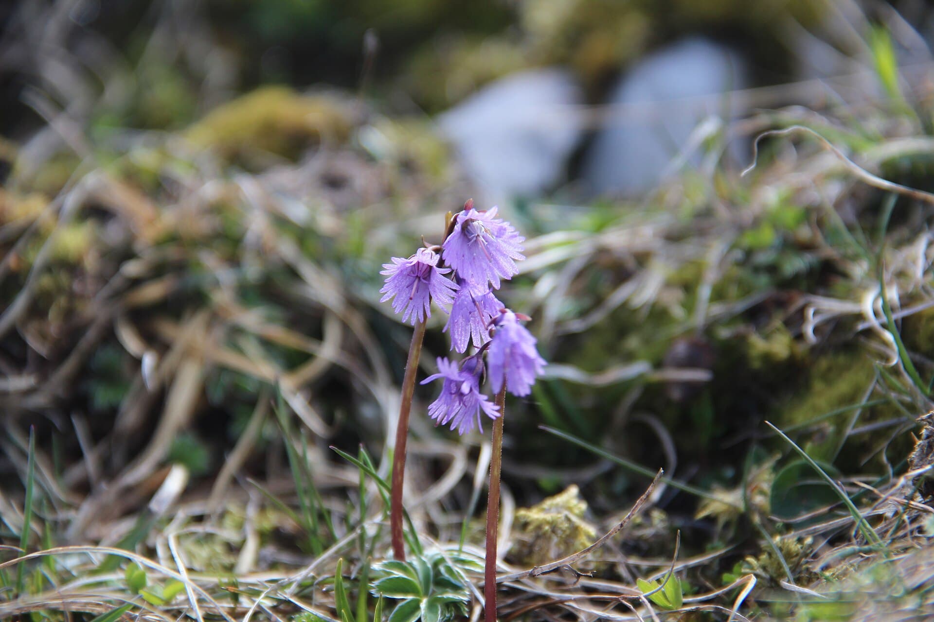 Alpine snowbell - Soldanella alpina - panoramio