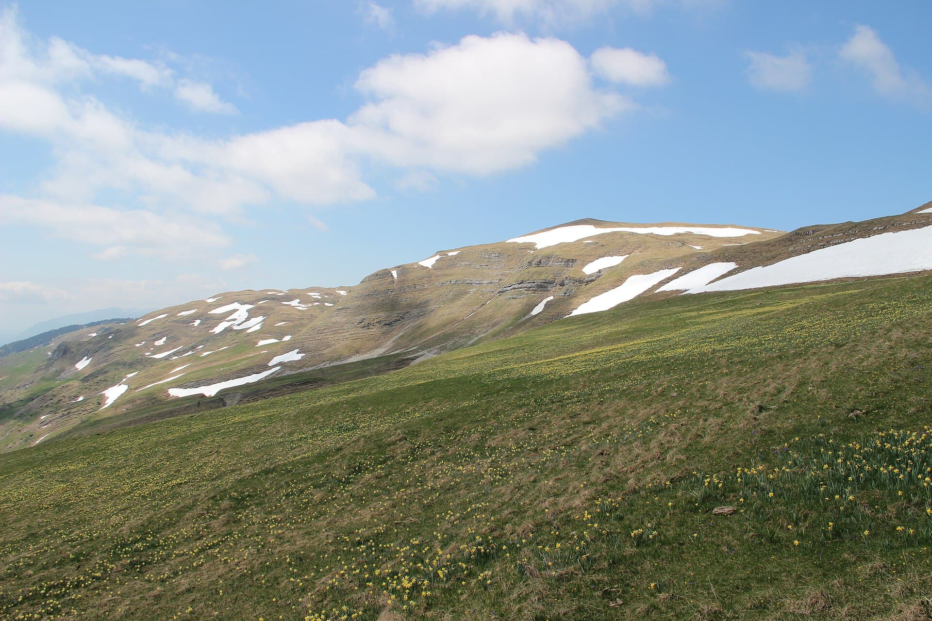 Daffodils at the Colomby de Gex - panoramio (4)
