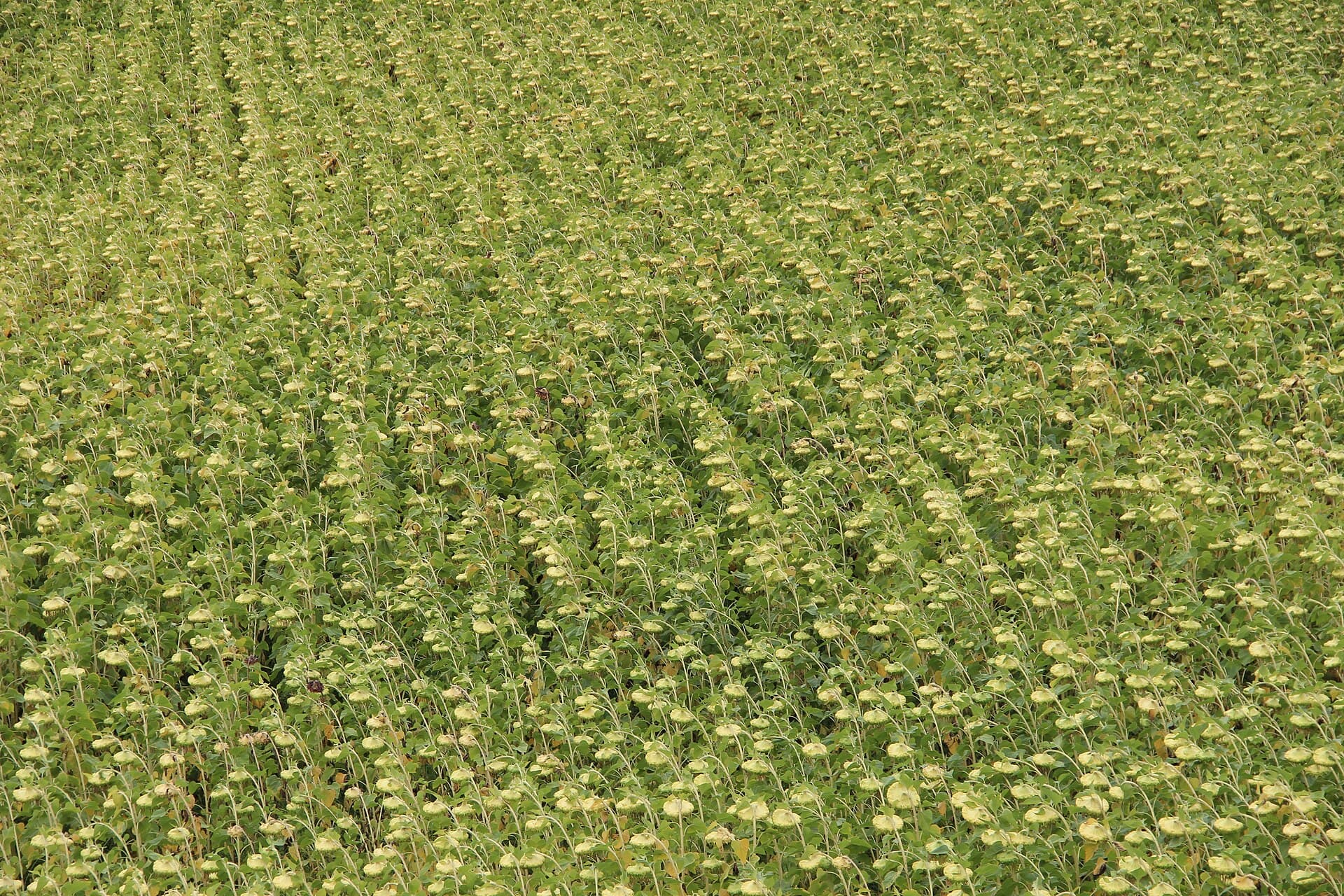 Sunflower field near Collonges - panoramio (2)