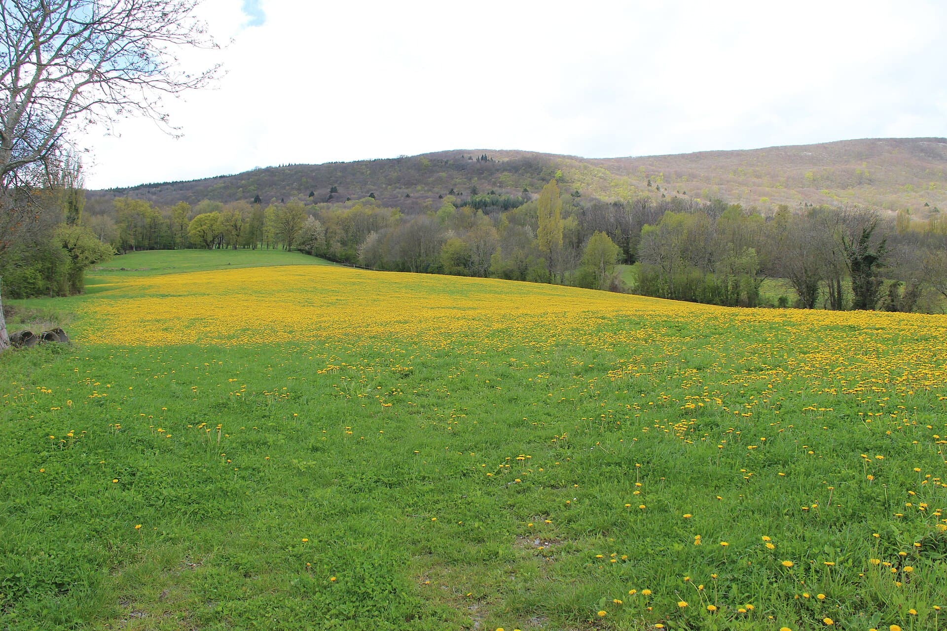 Dandelion field - panoramio (1)