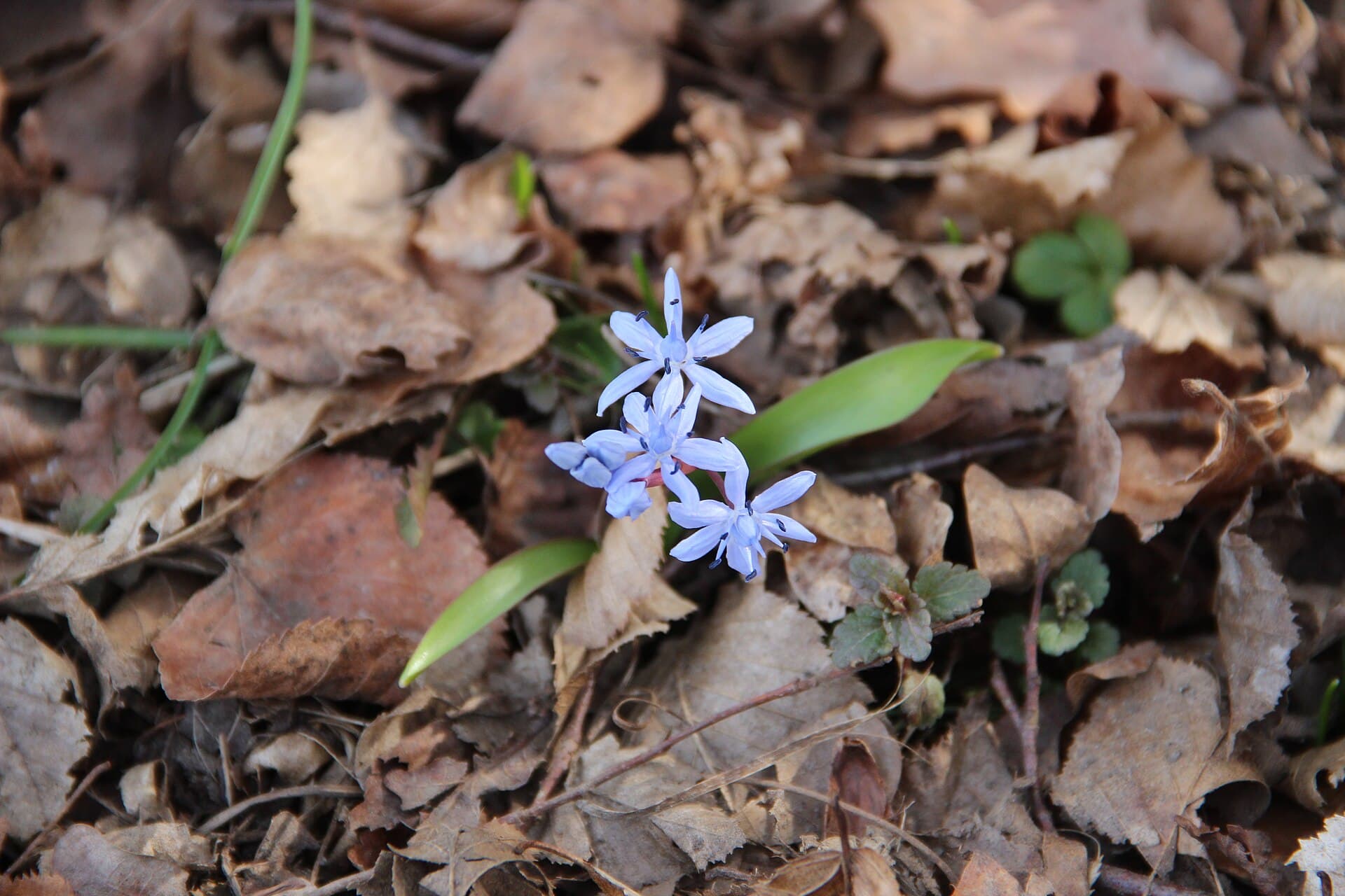 Two-leaf squill - Scilla bifolia - panoramio