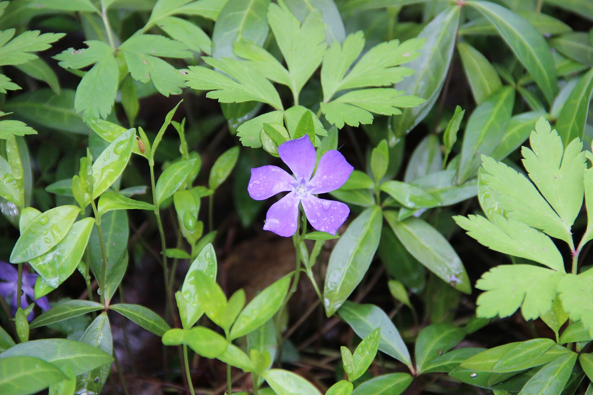 Lesser periwinkle - Vinca minor - panoramio (3)