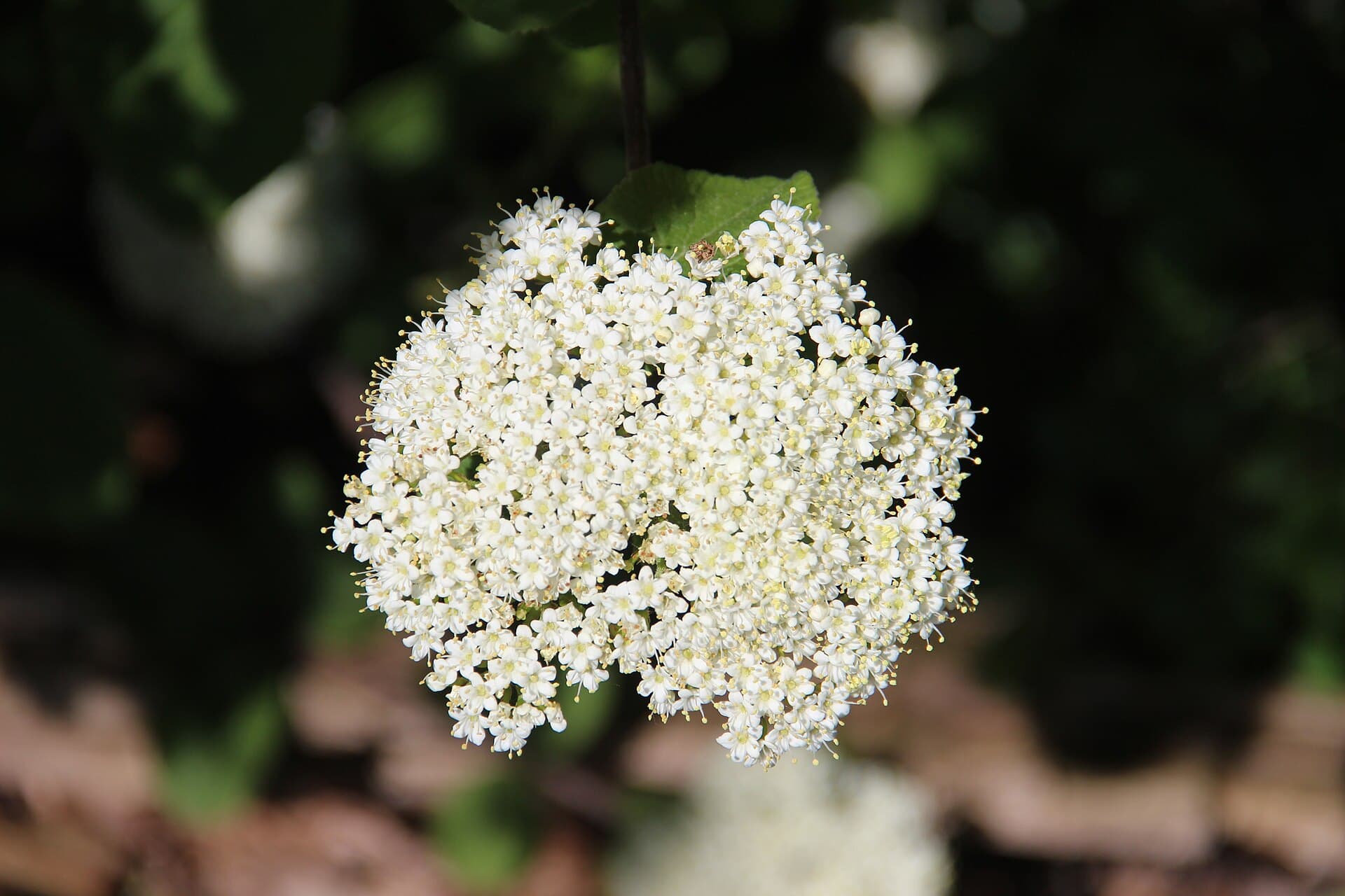 Wayfaring tree - Viburnum lantana - panoramio