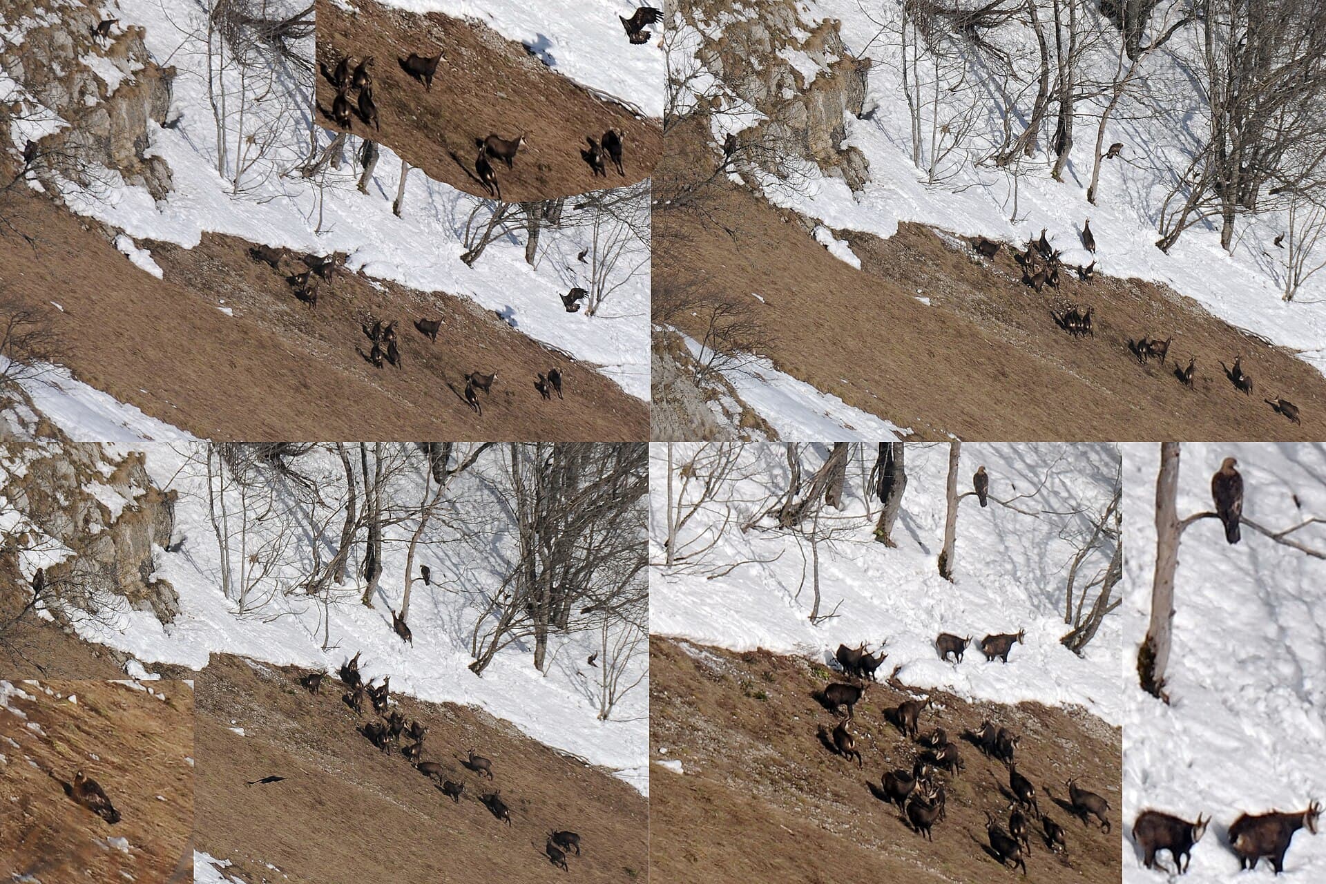 Composition of furious chamois when te second eagle arrived. The first eagle was just sitting in the tree at the left. Look how big the Golden eagle is, compared to the chamois. Mid above you can see his shadow at thhe - panoramio