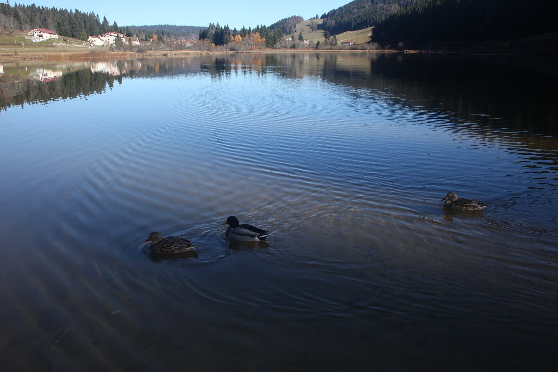 Canards au lac de Lamoura - img 40443