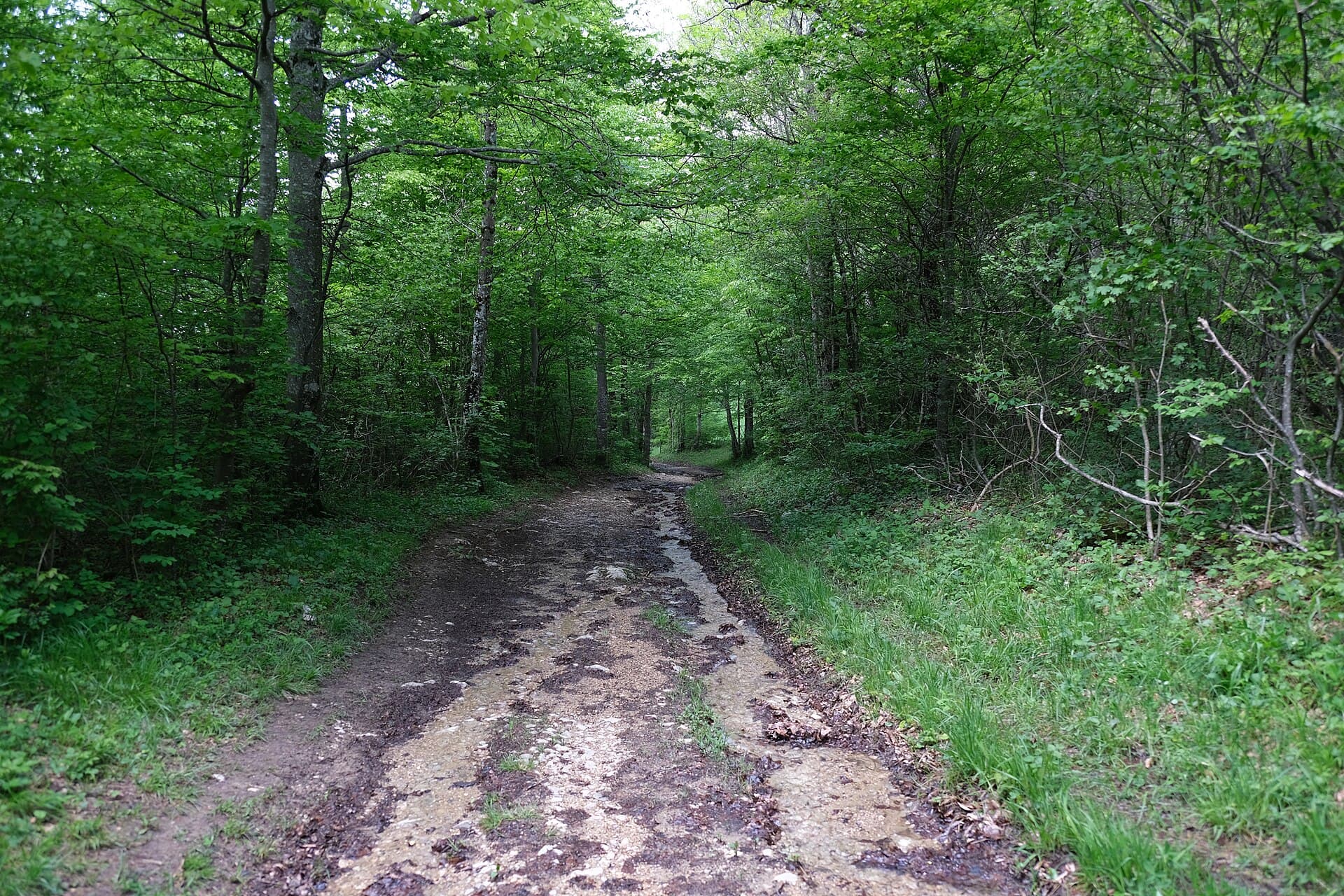 Bois de l'Herse @ Chaumont (51193384826)