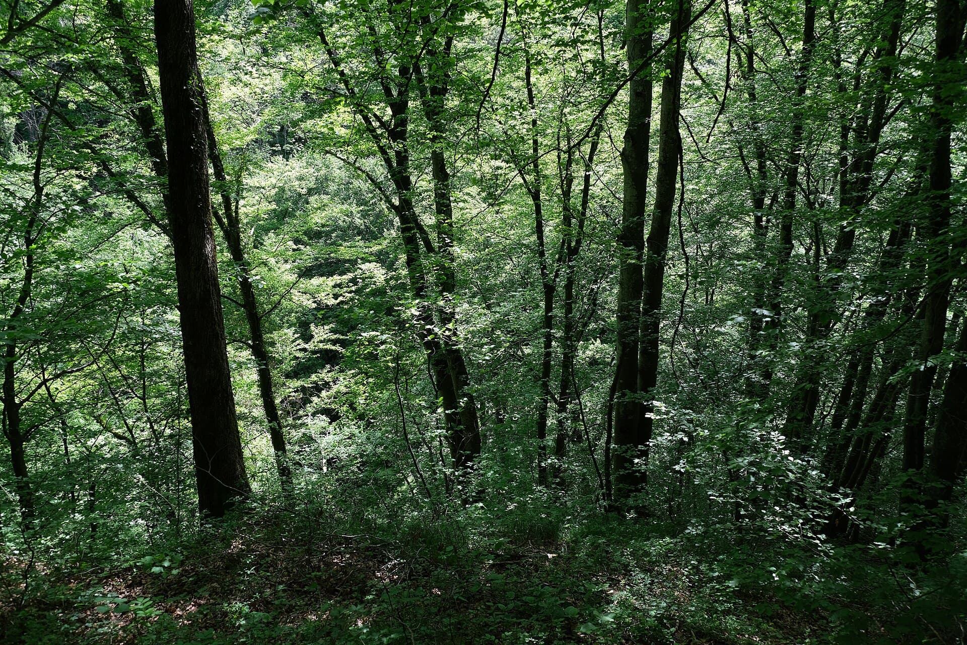 Forêt @ Clarafond-Arcine (51194401309)