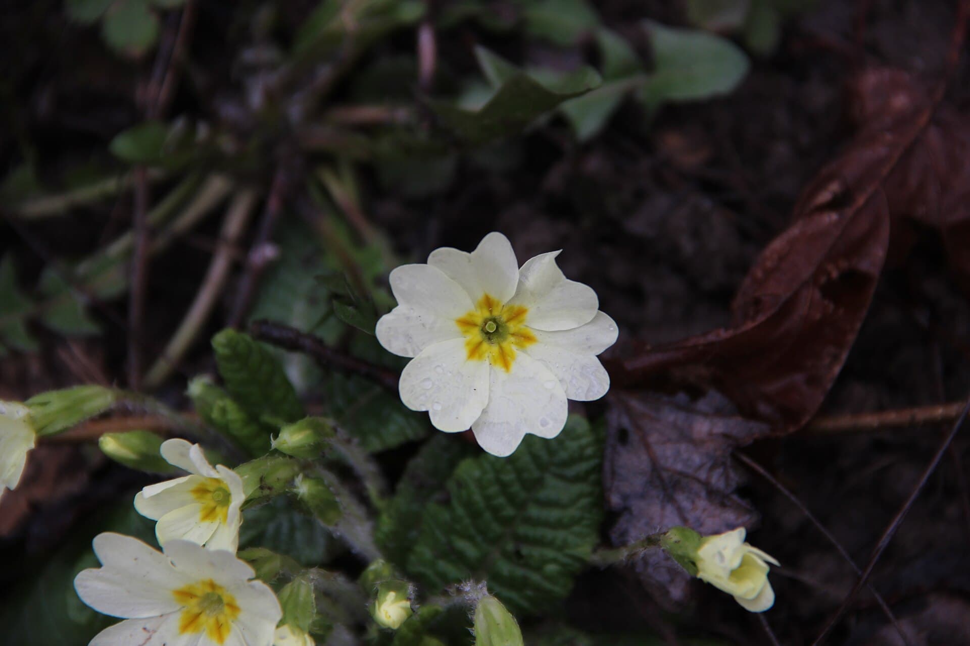 Primrose - Primula vulgaris - panoramio (3)