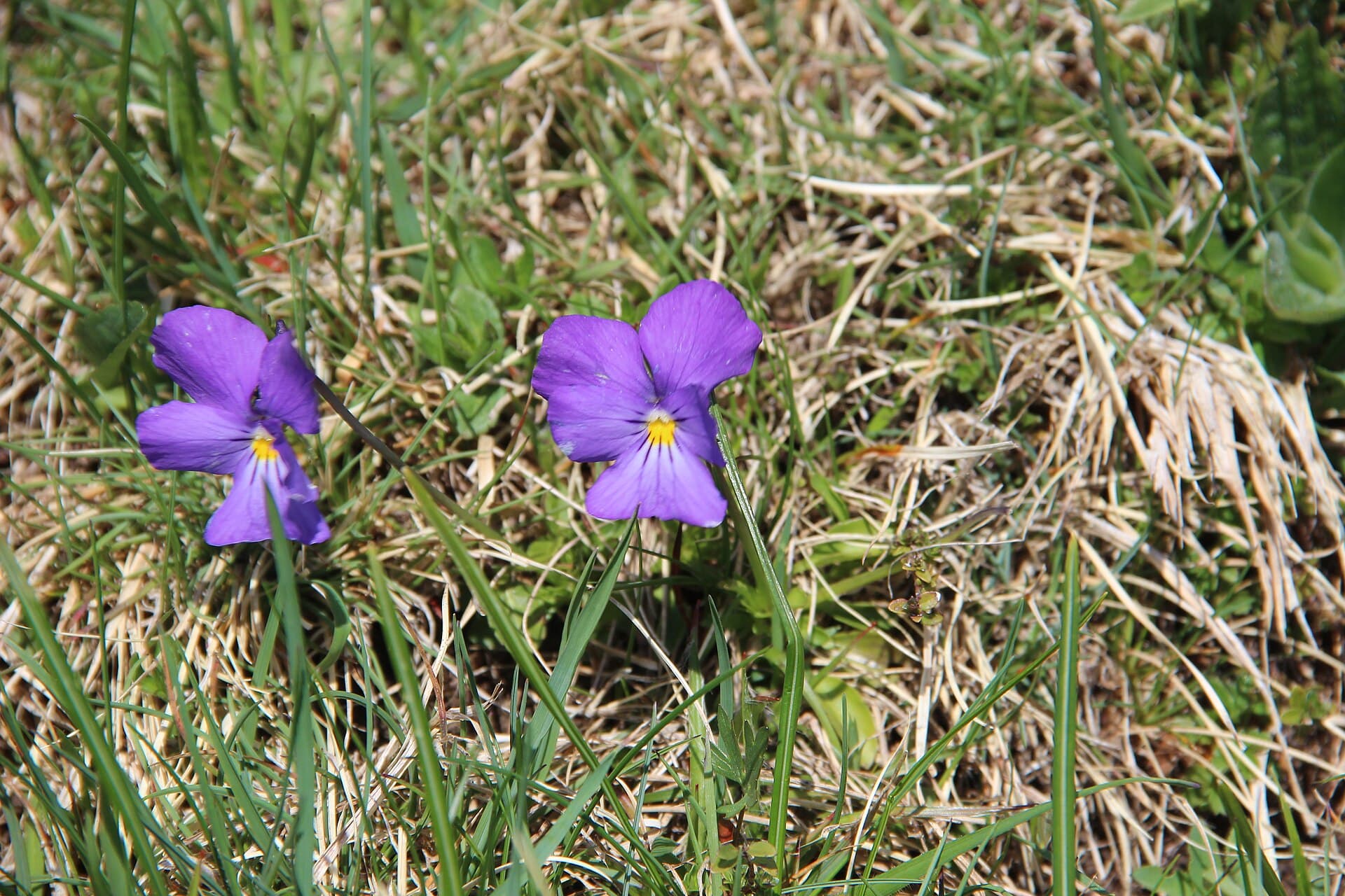 Mountain Pansy - Viola lutea - panoramio