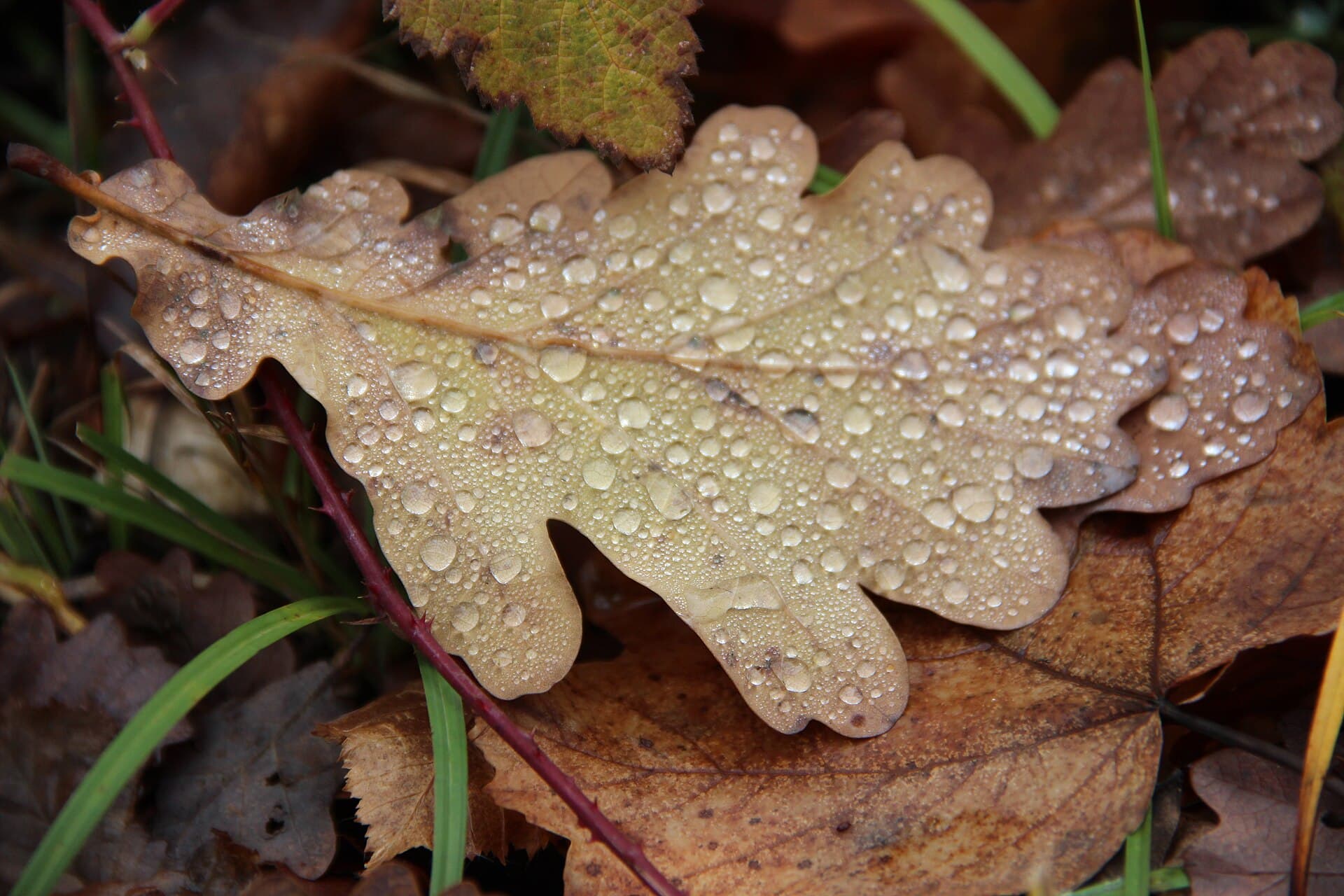 Water droplets on leaf - panoramio (2)