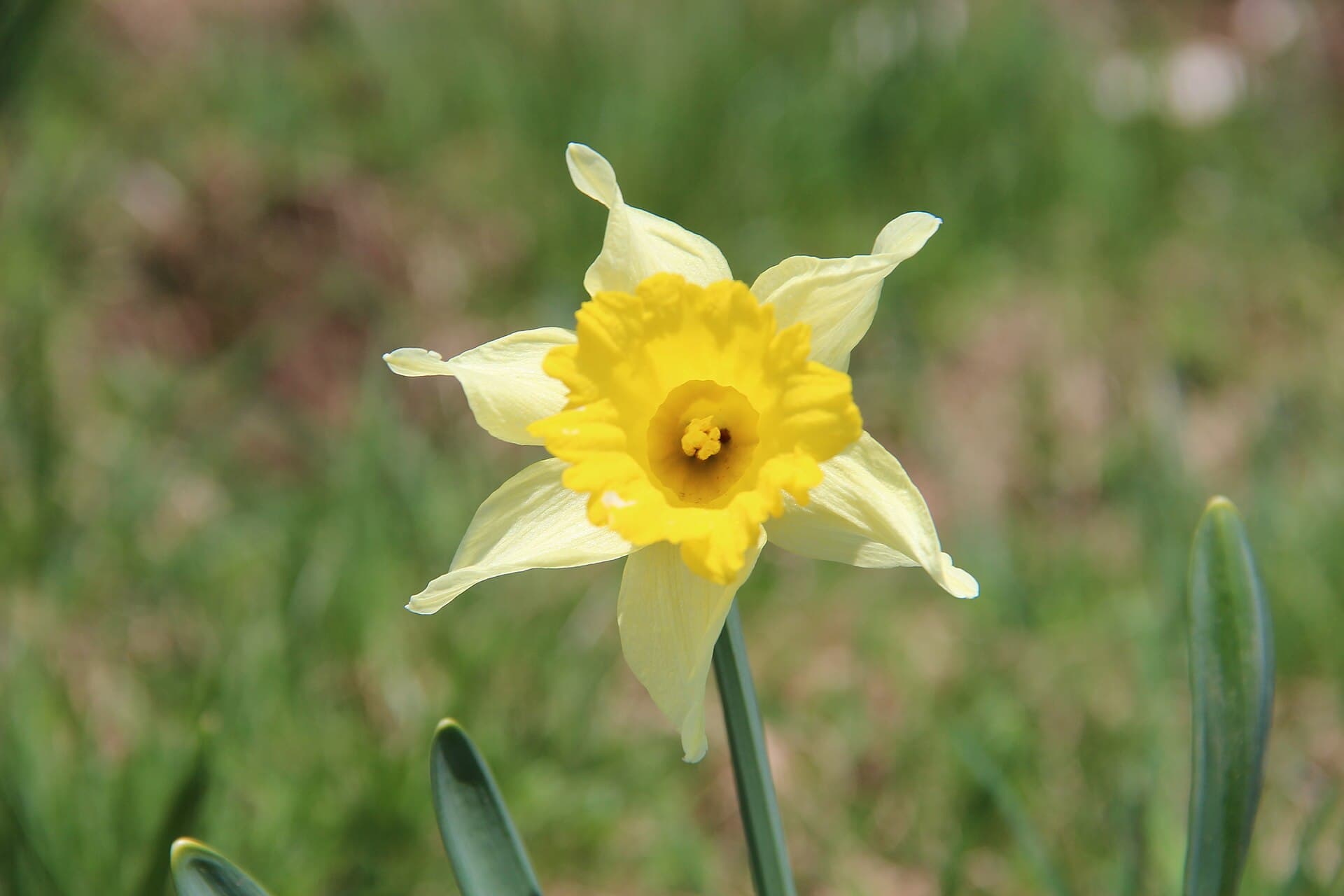 Daffodil at the Colomby de Gex - panoramio