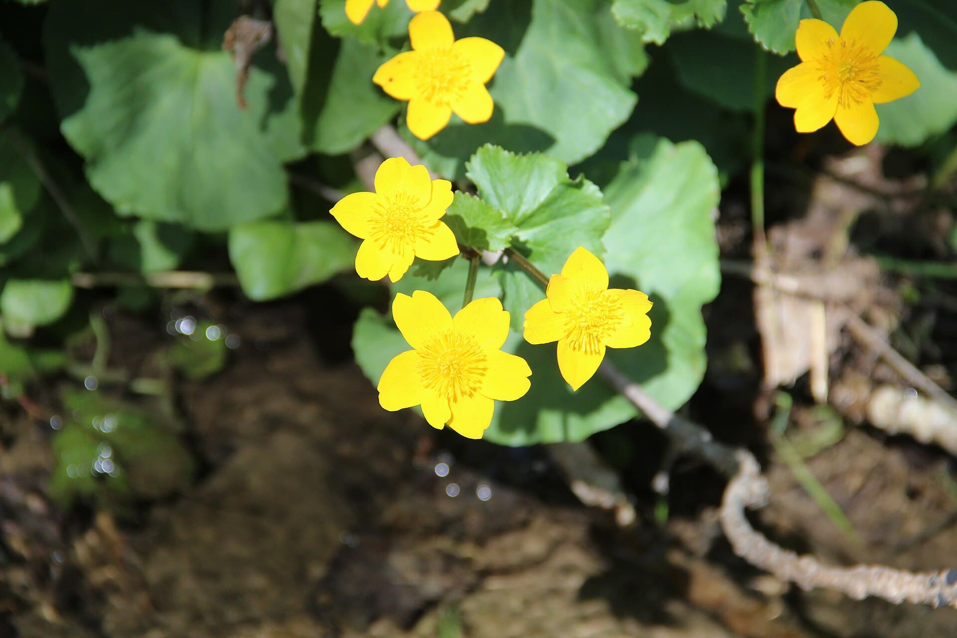 Kingcup - Caltha palustris - panoramio