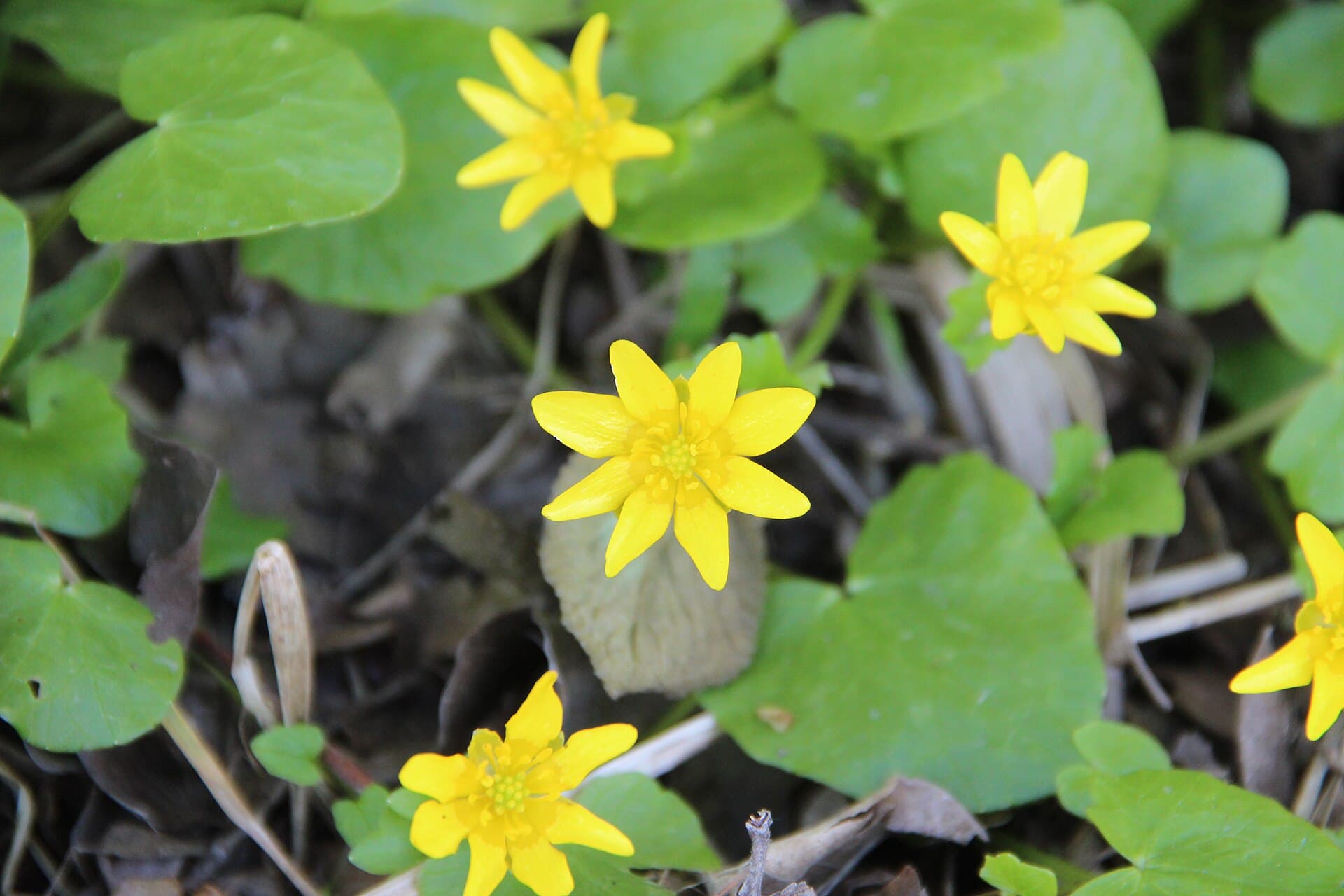 Lesser celandine - Ranunculus ficaria - panoramio