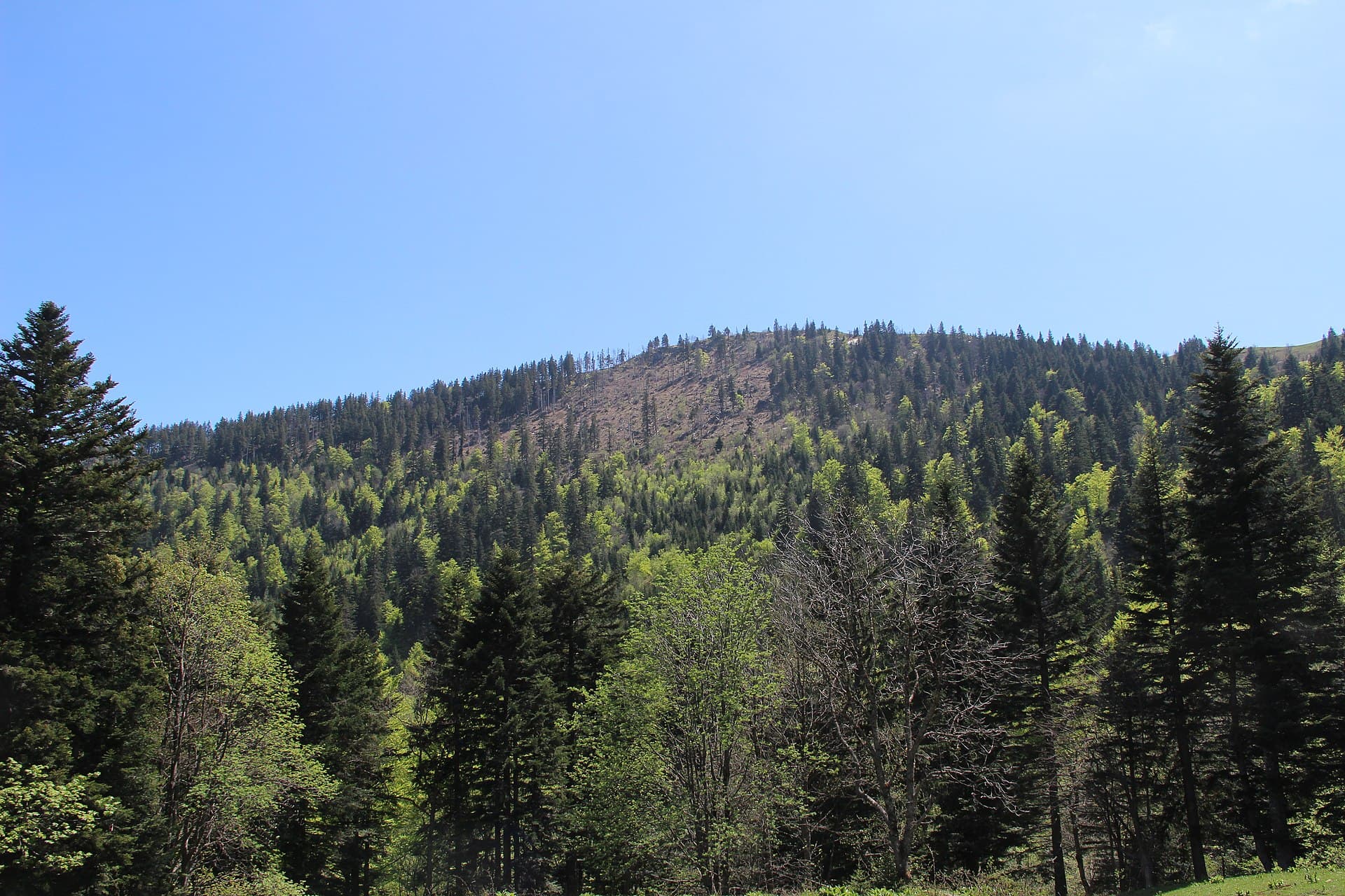 View on the Montchanais - panoramio