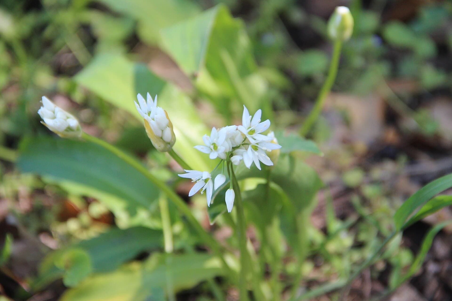 Ramsons - Allium ursinum - panoramio