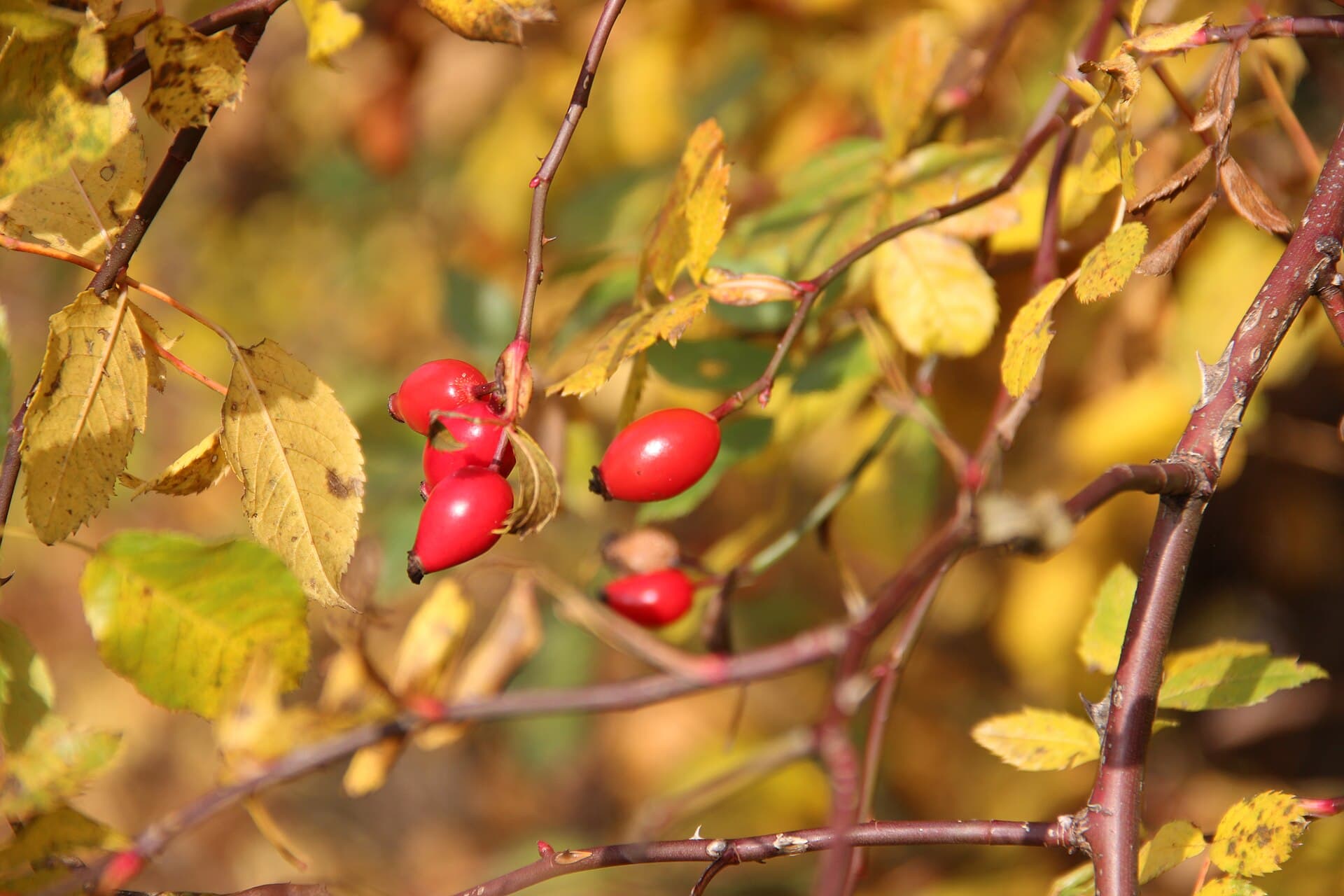 Dog rose - Rosa canina - panoramio