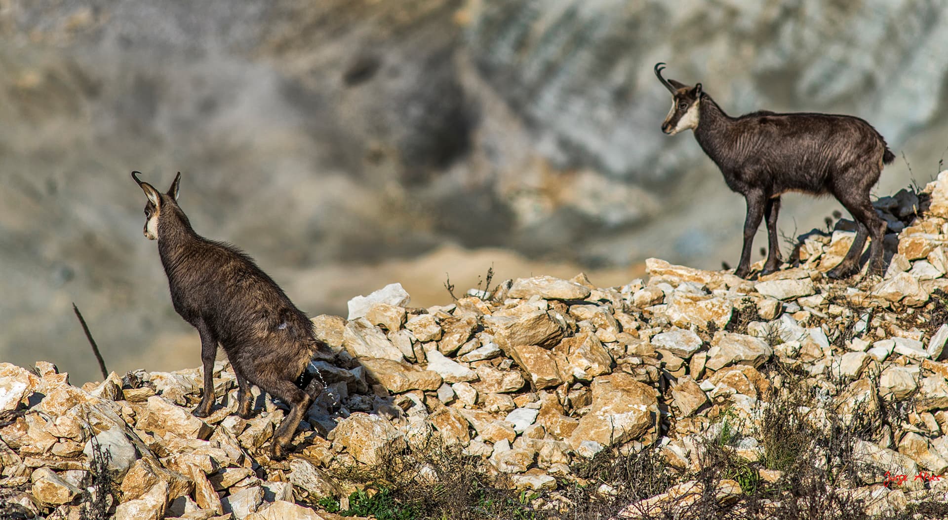 Chamois dans le Revermont de l'Ain